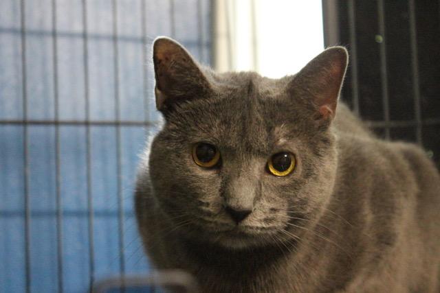 Sky, Adoptable, Adult Female Domestic Short Hair.