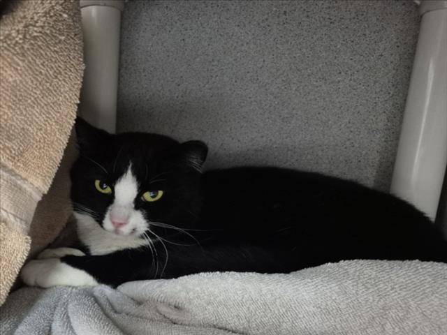 FOREST, Adoptable, Young Female Domestic Short Hair.