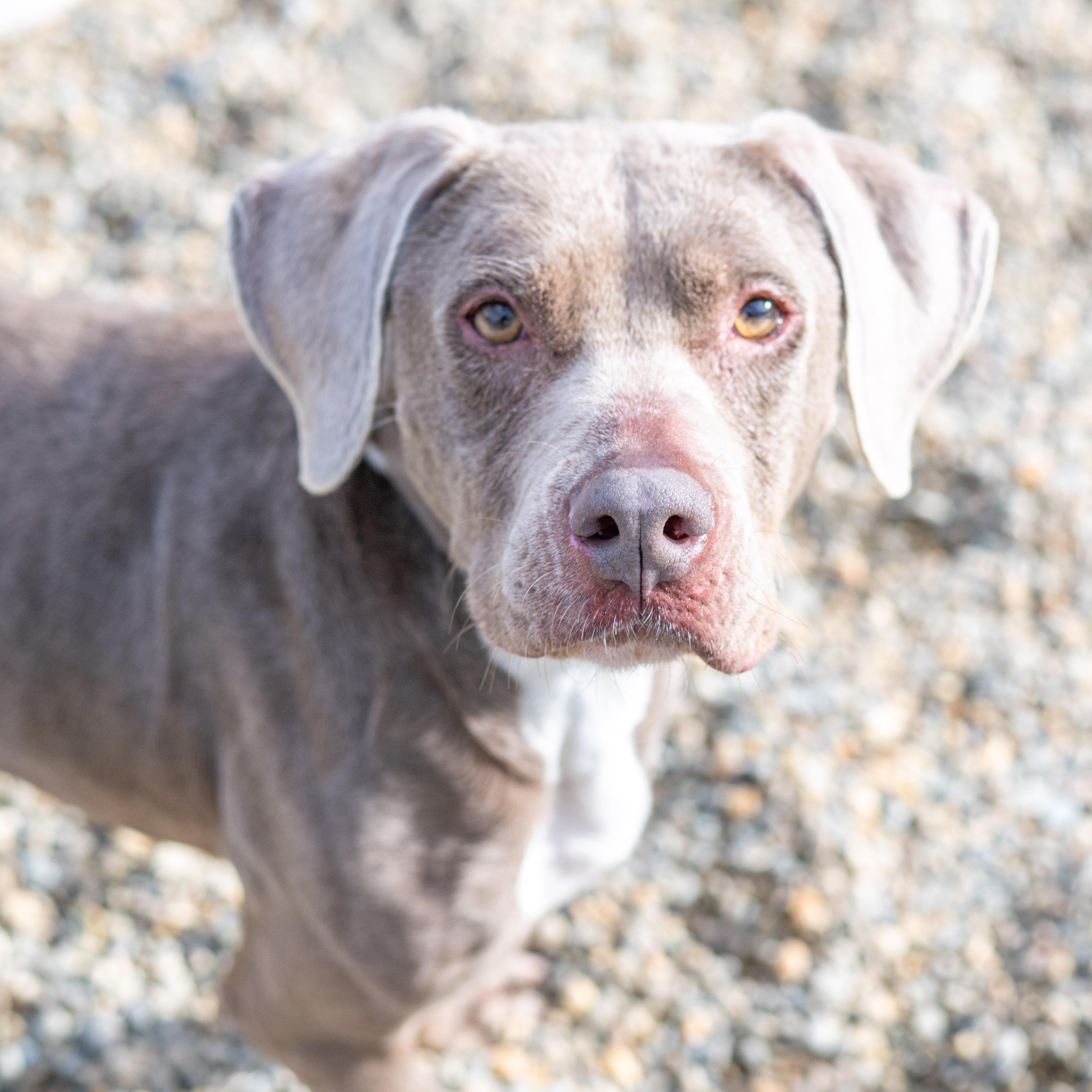Enlarge Hazel, an adoptable mixed breed in Hilton Head Island, SC image 4/4