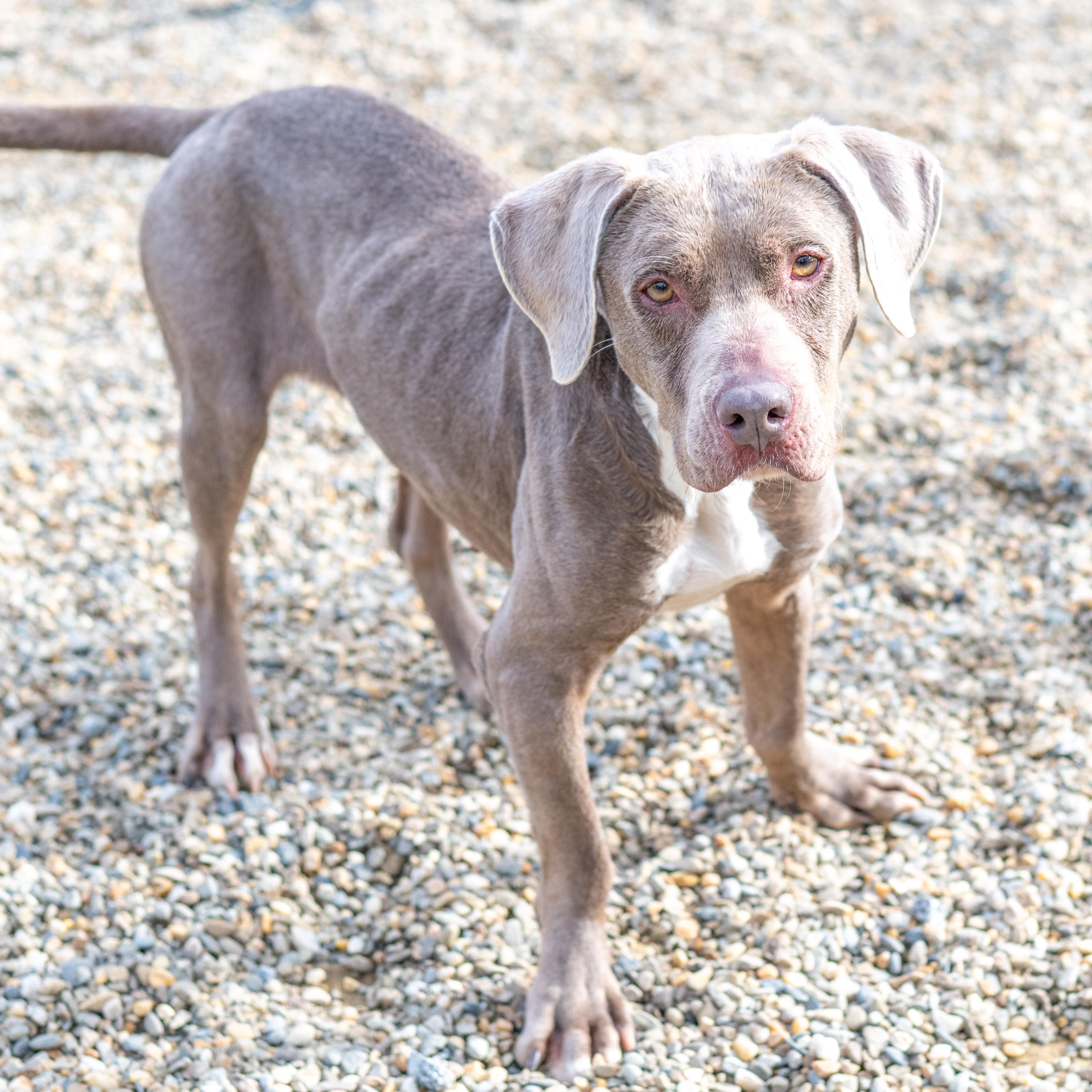 Enlarge Hazel, an adoptable mixed breed in Hilton Head Island, SC image 2/4