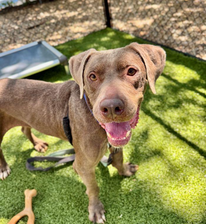 Hazel, adoptable, Adult Female Labrador Retriever.