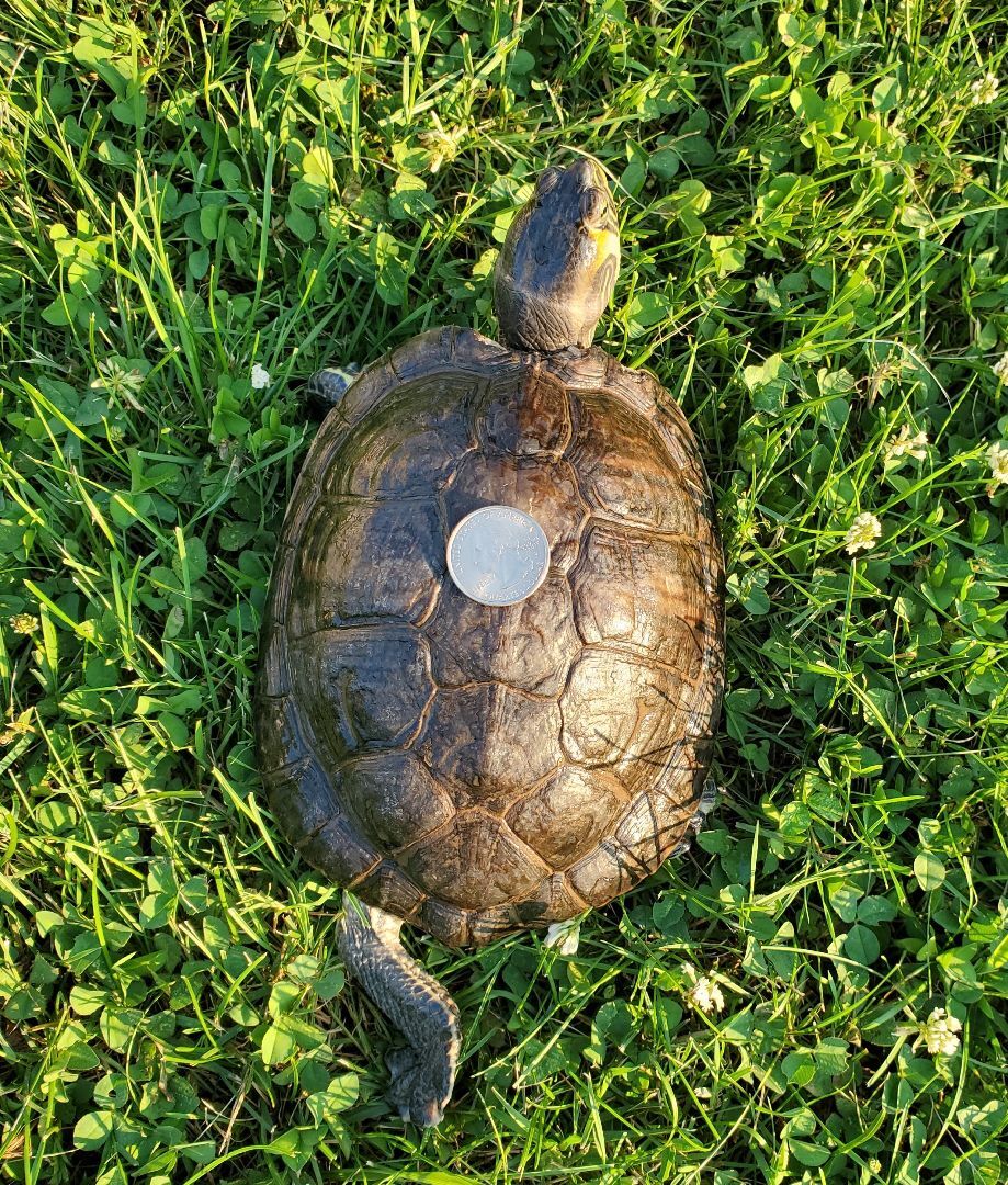 Geraldine Y Slider (Water Turtle) 5