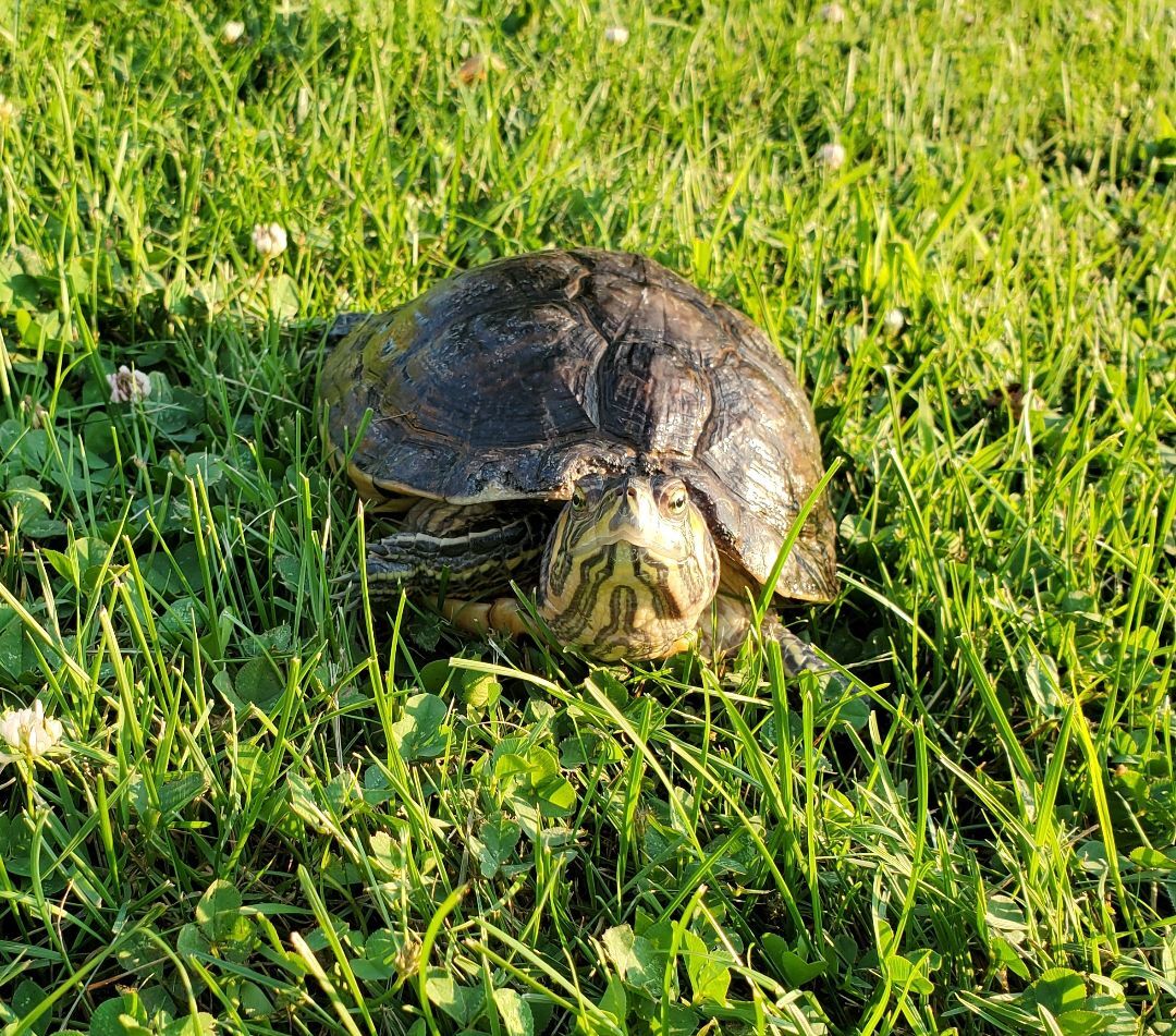 Geraldine Y Slider (Water Turtle), a Adoptable Yellow-Bellied Slider in Red Lion, PA image 1/10