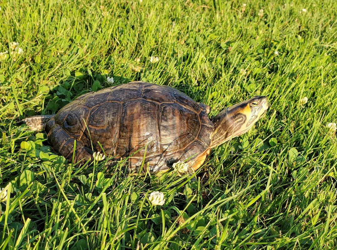 Geraldine Y Slider (Water Turtle), Adoptable, Adult Female Yellow-Bellied Slider.
