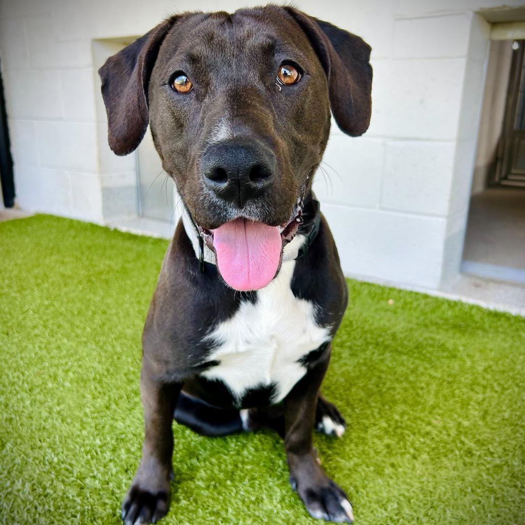 Jake, Adoptable, Adult Male Labrador Retriever & Mixed Breed.