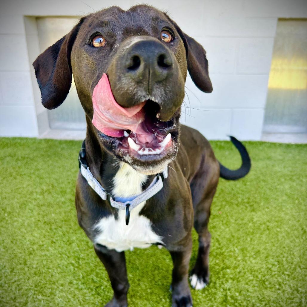 Jake, a Adoptable mixed breed in Englewood, FL image 2/5