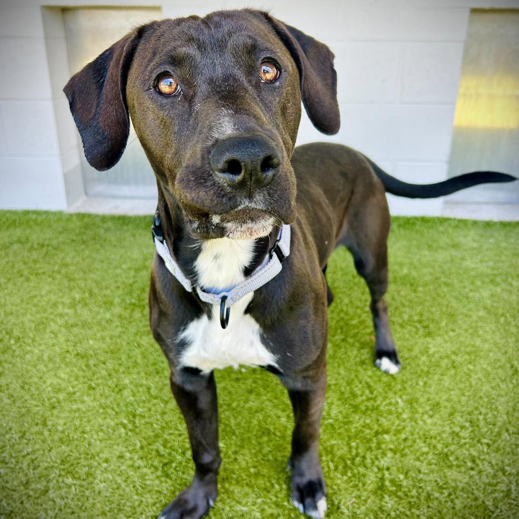 Jake, a Adoptable mixed breed in Englewood, FL image 3/5