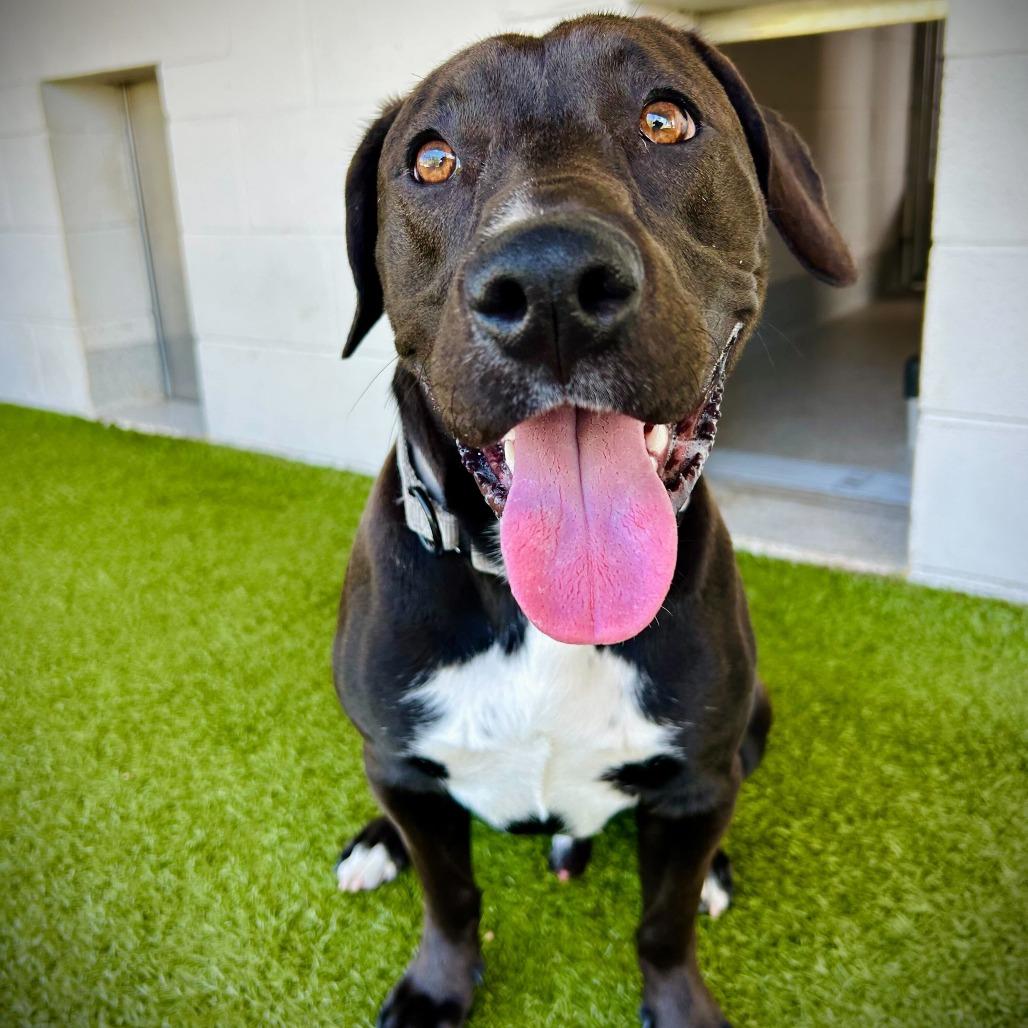 Jake, a Adoptable mixed breed in Englewood, FL image 4/5