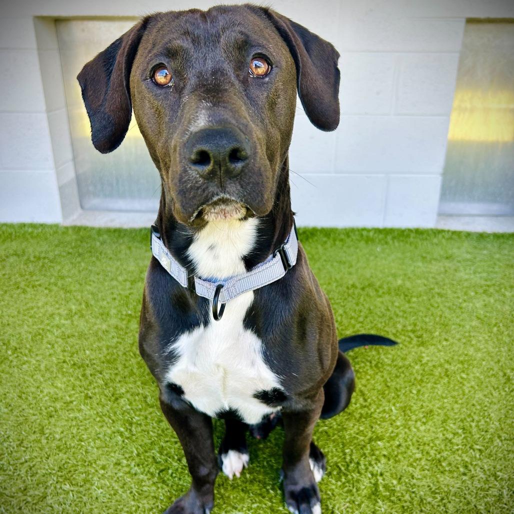 Jake, a Adoptable mixed breed in Englewood, FL image 5/5