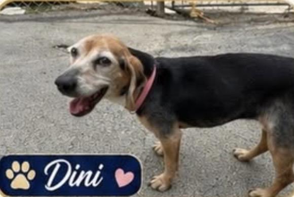 Enlarge DINI, an adopted Beagle in Waverly, TN image 1/2