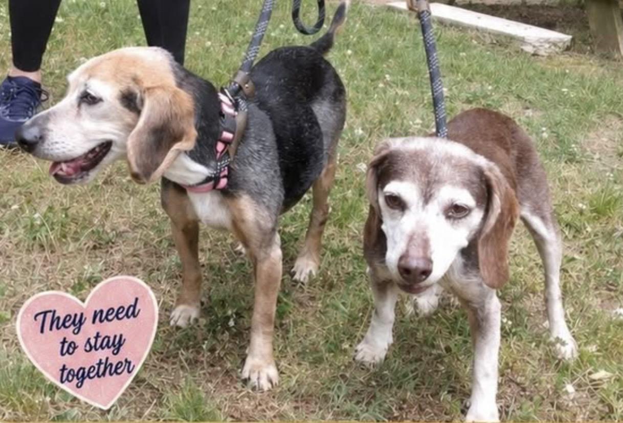 Enlarge DINI, an adopted Beagle in Waverly, TN image 2/2