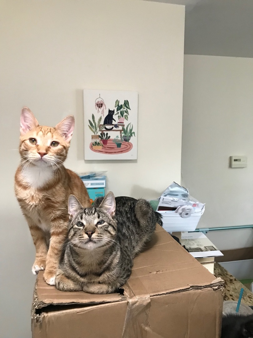 Enlarge Cheese Puff, a Adoptable Domestic Short Hair in Orangeburg, NY image 1/11