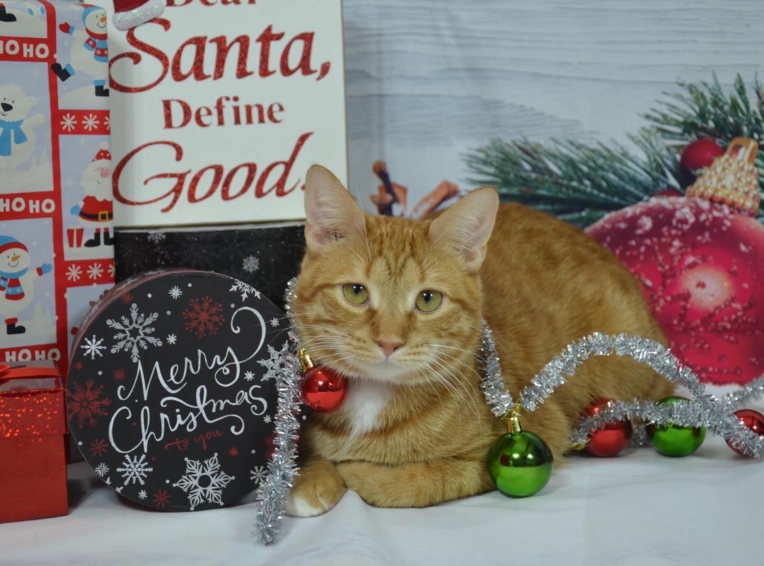 Cheese Puff, Adoptable, Young Male Domestic Short Hair.