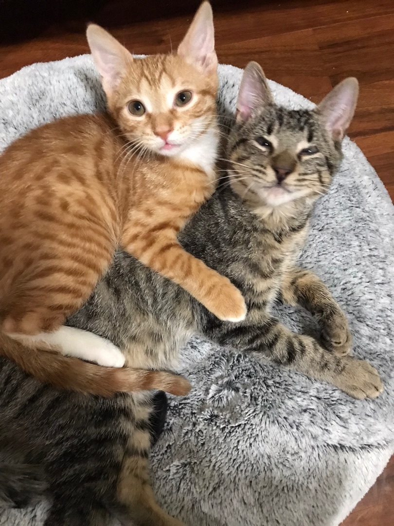 Enlarge Cheese Puff, a Adoptable Domestic Short Hair in Orangeburg, NY image 3/11