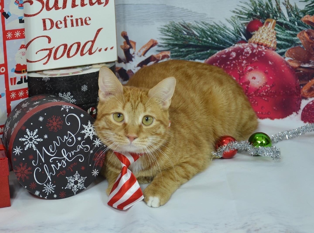 Enlarge Cheese Puff, a Adoptable Domestic Short Hair in Orangeburg, NY image 4/11