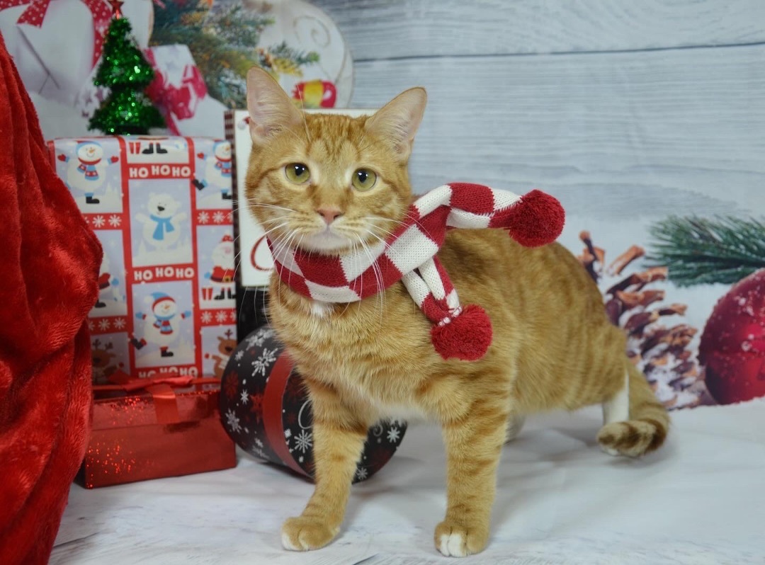 Cheese Puff, Adoptable, Young Male Domestic Short Hair.