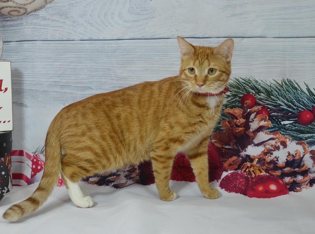 Enlarge Cheese Puff, a Adoptable Domestic Short Hair in Orangeburg, NY image 6/11