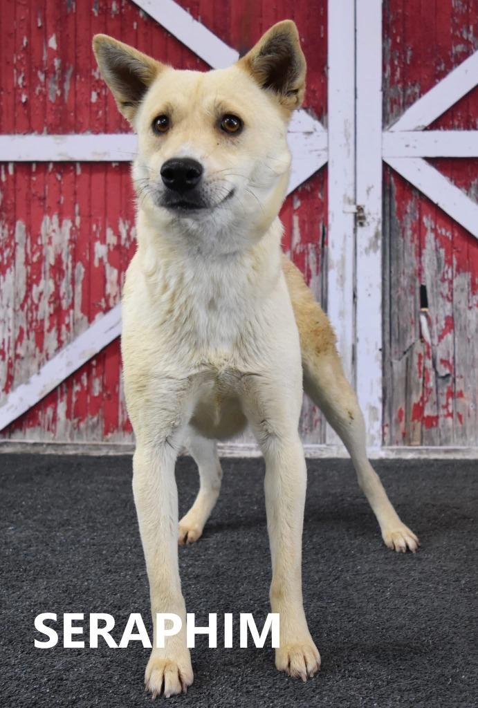 Enlarge Seraphine, a Adoptable mixed breed in Gilbert, AZ image 1/3