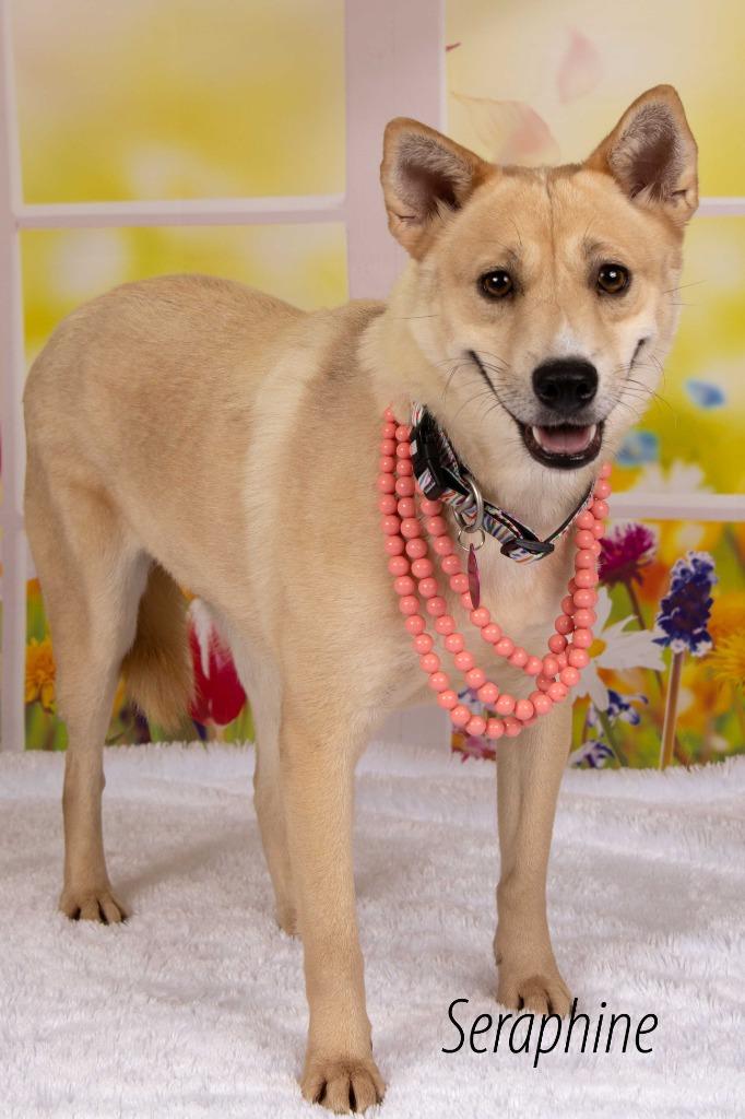 Enlarge Seraphine, a Adoptable mixed breed in Gilbert, AZ image 2/3