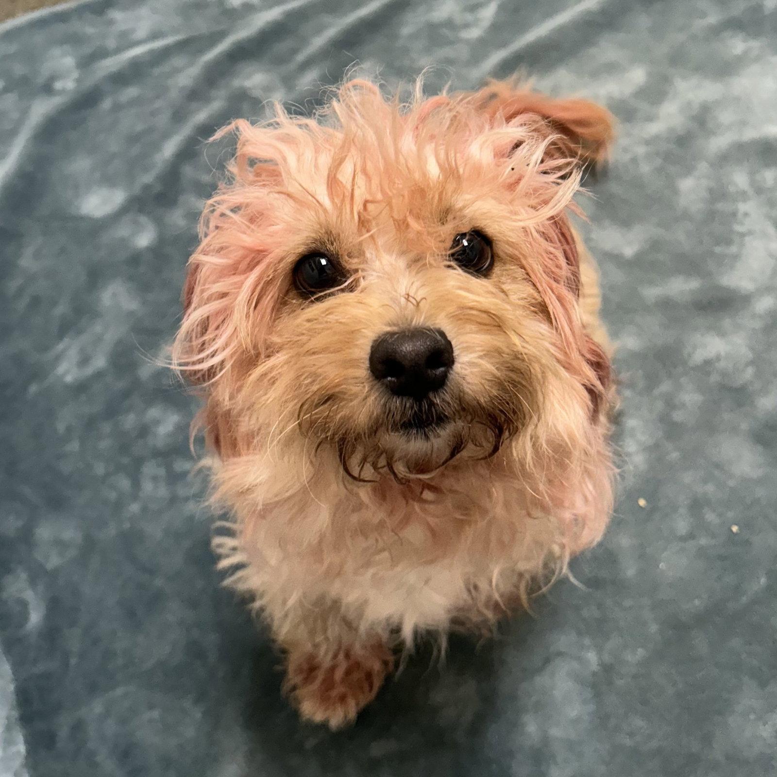Enlarge Taylor, a Adopted Poodle in Burlingame, CA image 1/1