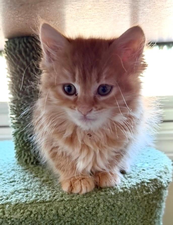 Enlarge The Snack Pack Kittens, an adopted Tabby in Closter, NJ image 3/6