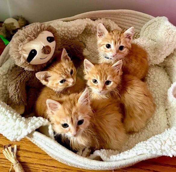 Enlarge The Snack Pack Kittens, an adopted Tabby in Closter, NJ image 1/6