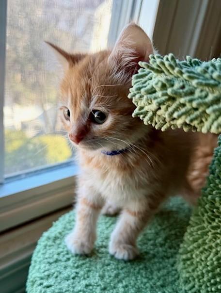 Enlarge The Snack Pack Kittens, an adopted Tabby in Closter, NJ image 4/6