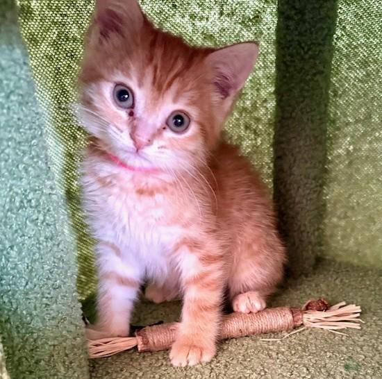 Enlarge The Snack Pack Kittens, an adopted Tabby in Closter, NJ image 5/6