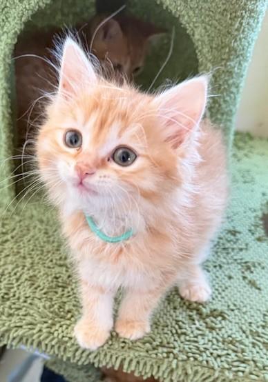 Enlarge The Snack Pack Kittens, an adopted Tabby in Closter, NJ image 6/6