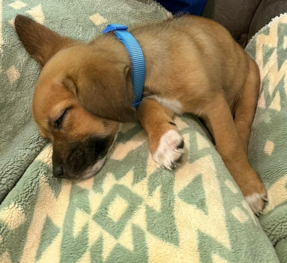 Honey Bun, Adoptable, Puppy Female Dachshund.