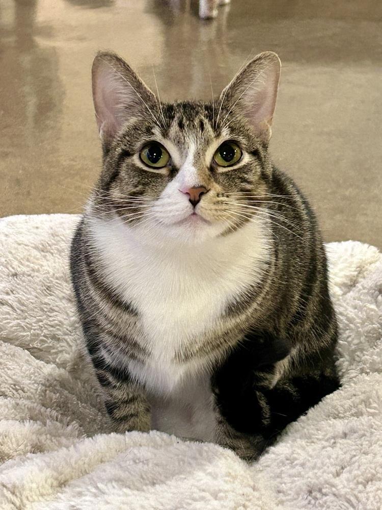 Enlarge Estrella, a Adoptable mixed breed in Ferndale, MI image 1/5