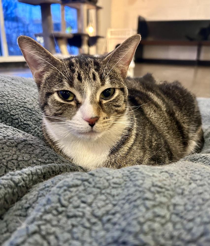 Enlarge Estrella, a Adoptable mixed breed in Ferndale, MI image 2/5