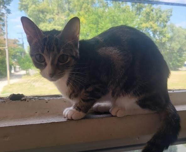 Enlarge Estrella, a Adoptable mixed breed in Ferndale, MI image 3/5