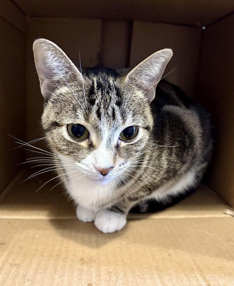 Enlarge Estrella, a Adoptable mixed breed in Ferndale, MI image 4/5