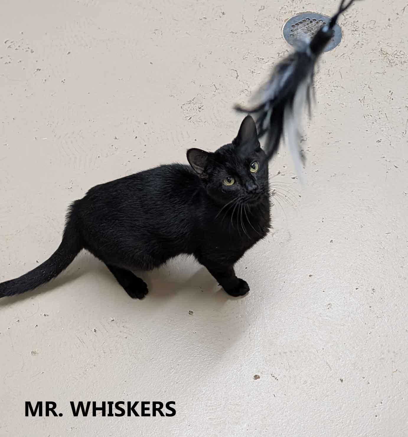 Enlarge Mr. Whiskers, a ADOPTABLE Domestic Short Hair in Washington, GA image 2/2
