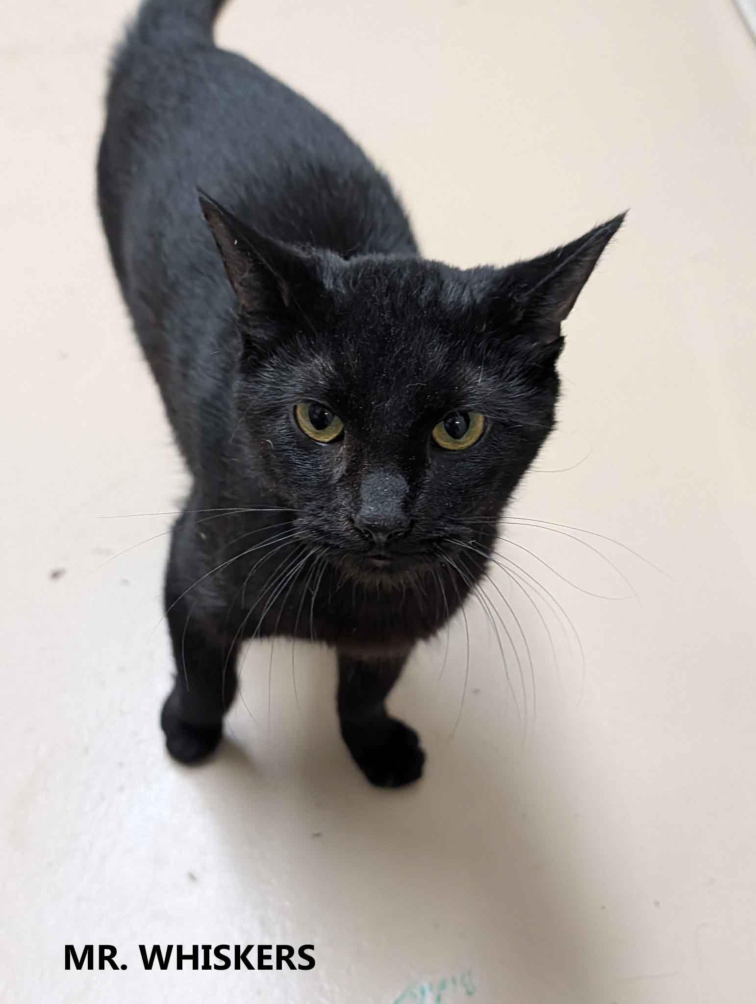 Enlarge Mr. Whiskers, a ADOPTABLE Domestic Short Hair in Washington, GA image 1/2