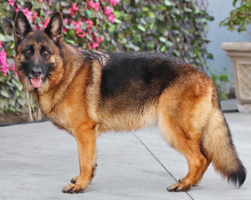 Paloma von Prezelle", a Adoptable German Shepherd Dog in Portland, OR image 6/6