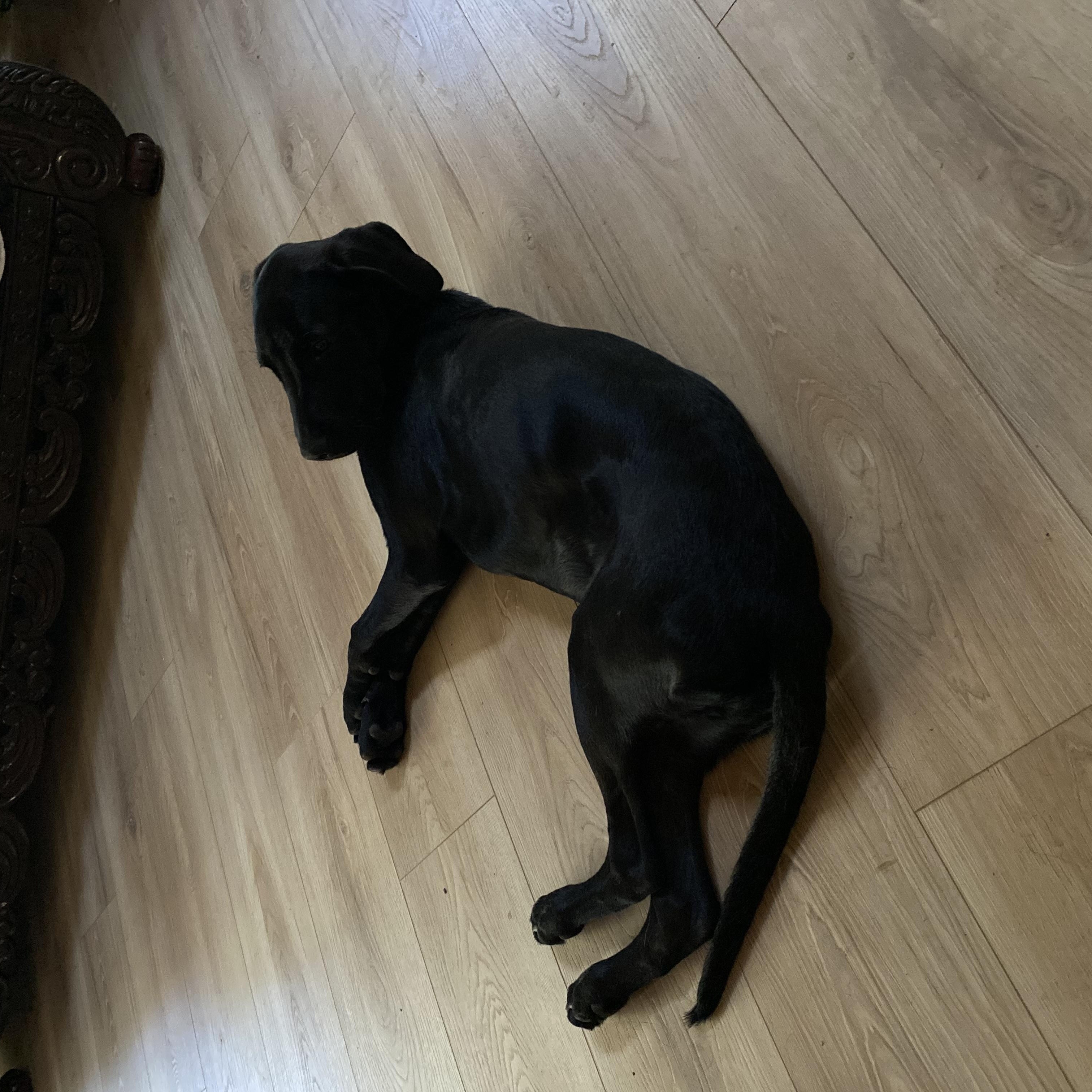 Berry, a ADOPTABLE Mixed Breed in Grass Valley, CA image 2/4