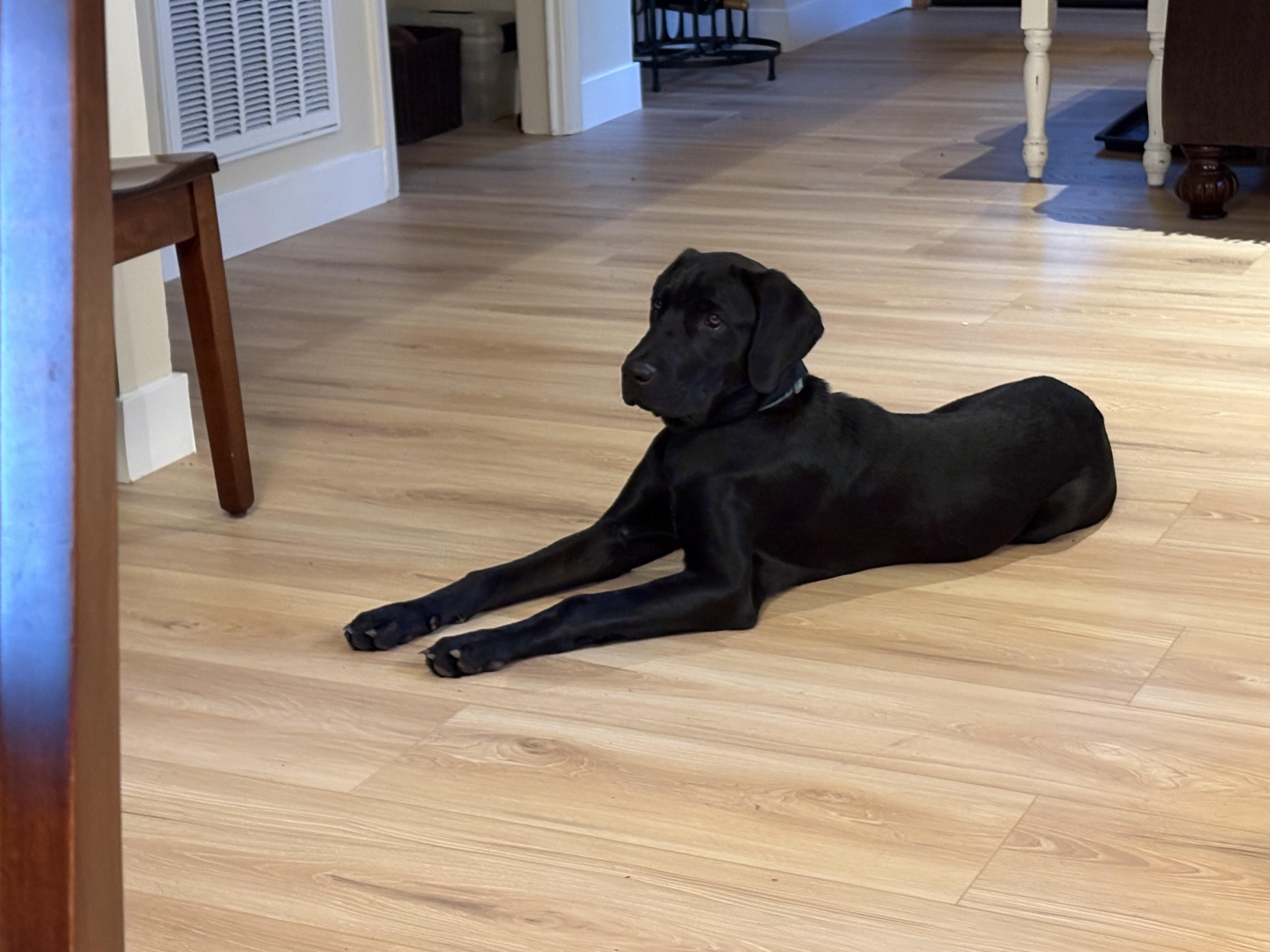 Berry, a ADOPTABLE Mixed Breed in Grass Valley, CA image 1/4