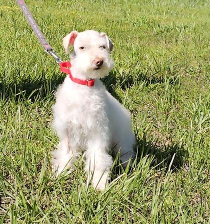 Enzo FKA Spritz — thumbnail 2