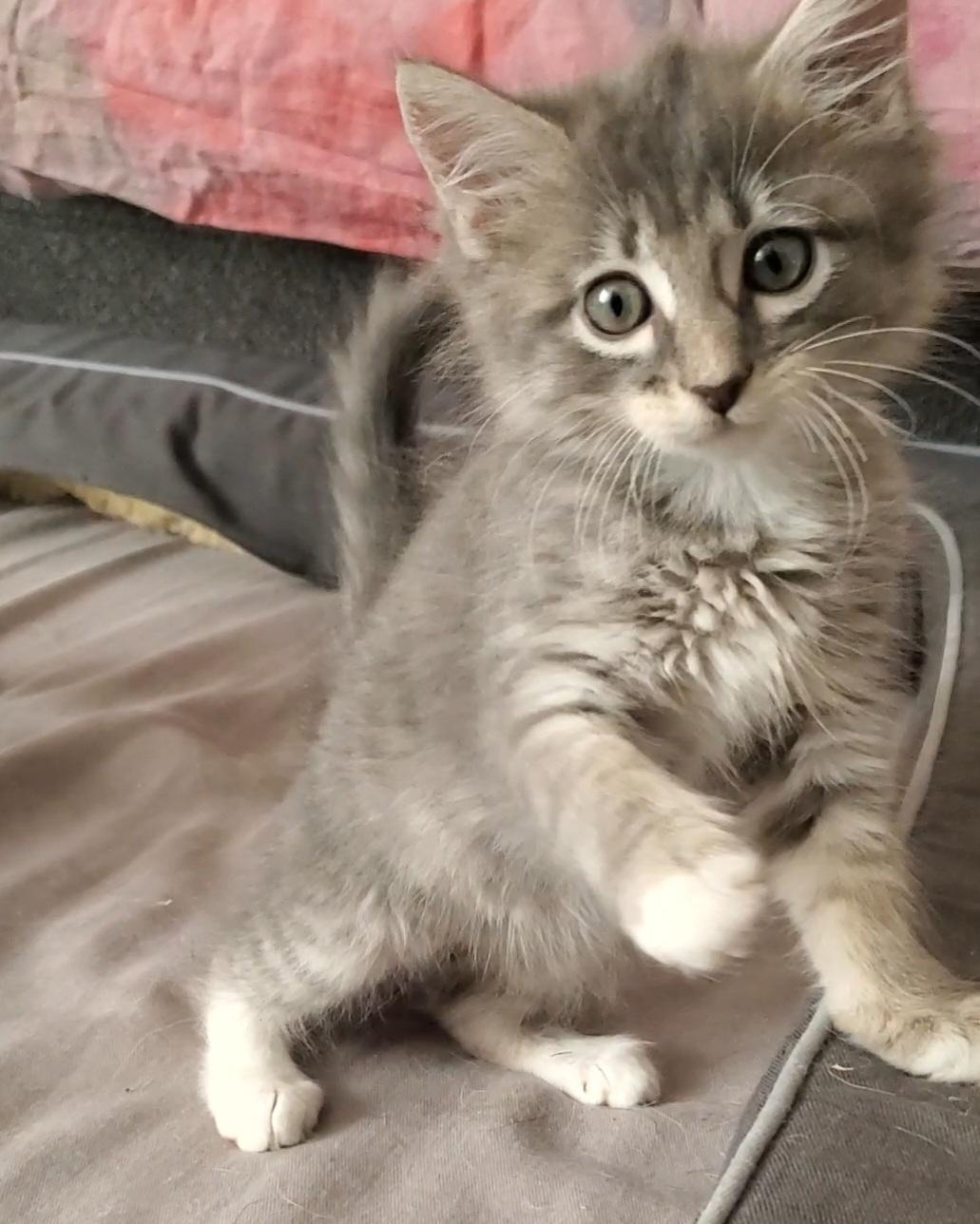 Kinsey, an adopted mixed breed in Temecula, CA image 1/3