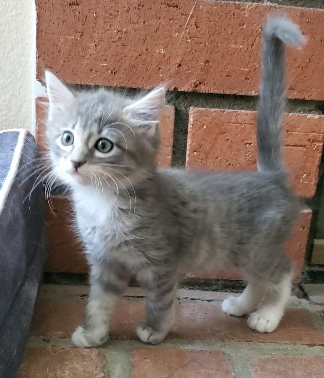 Kinsey, an adopted mixed breed in Temecula, CA image 2/3