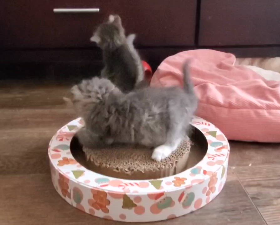 Enlarge Kinsey, an adopted mixed breed in Temecula, CA video 3/3