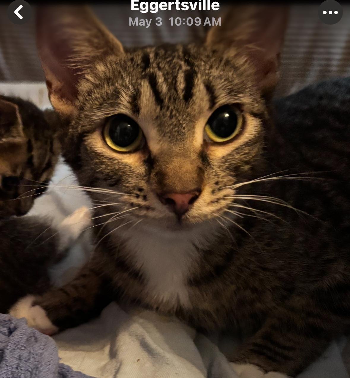 Cally, Adoptable, Young Female Domestic Short Hair.