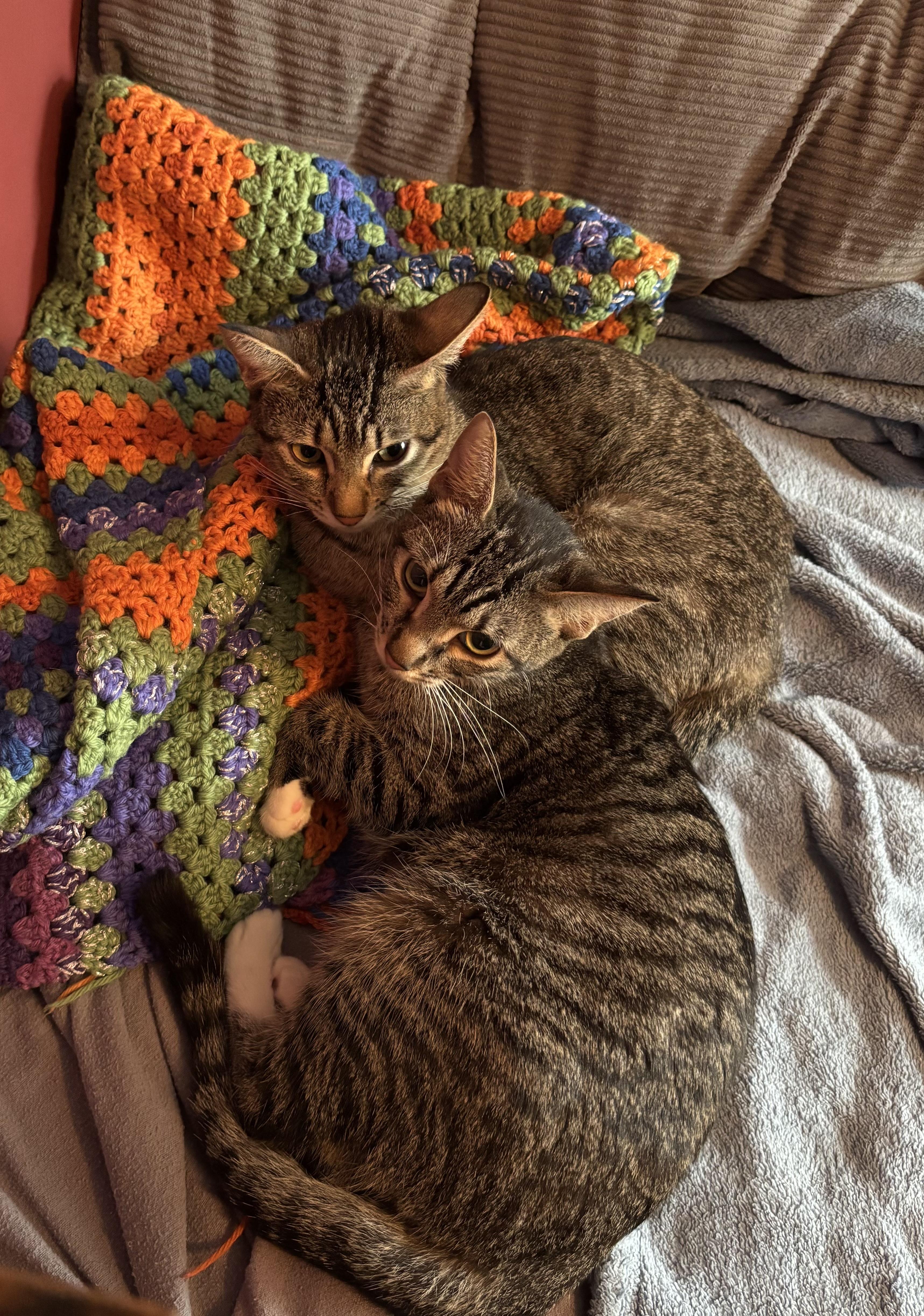 Cally, a Adoptable Domestic Short Hair in Buffalo, NY image 2/6