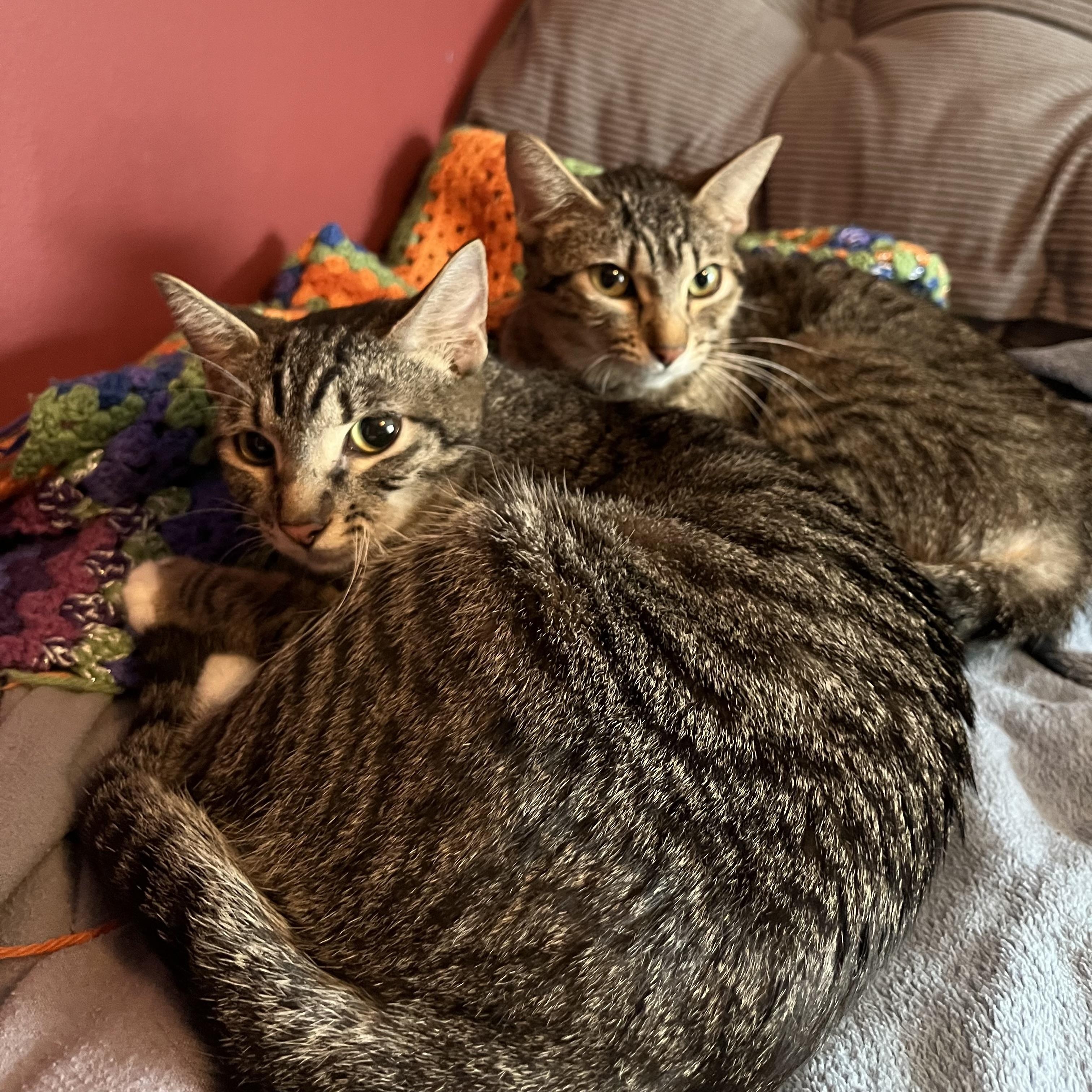 Cally, a Adoptable Domestic Short Hair in Buffalo, NY image 6/6