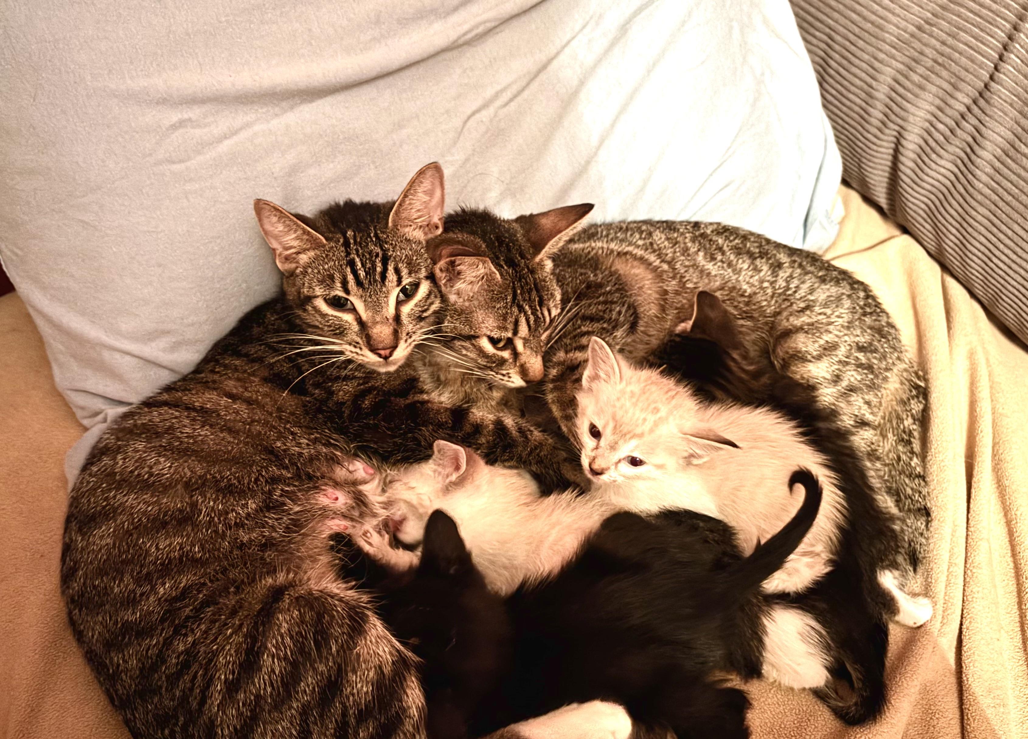 Cally, a Adoptable Domestic Short Hair in Buffalo, NY image 3/6