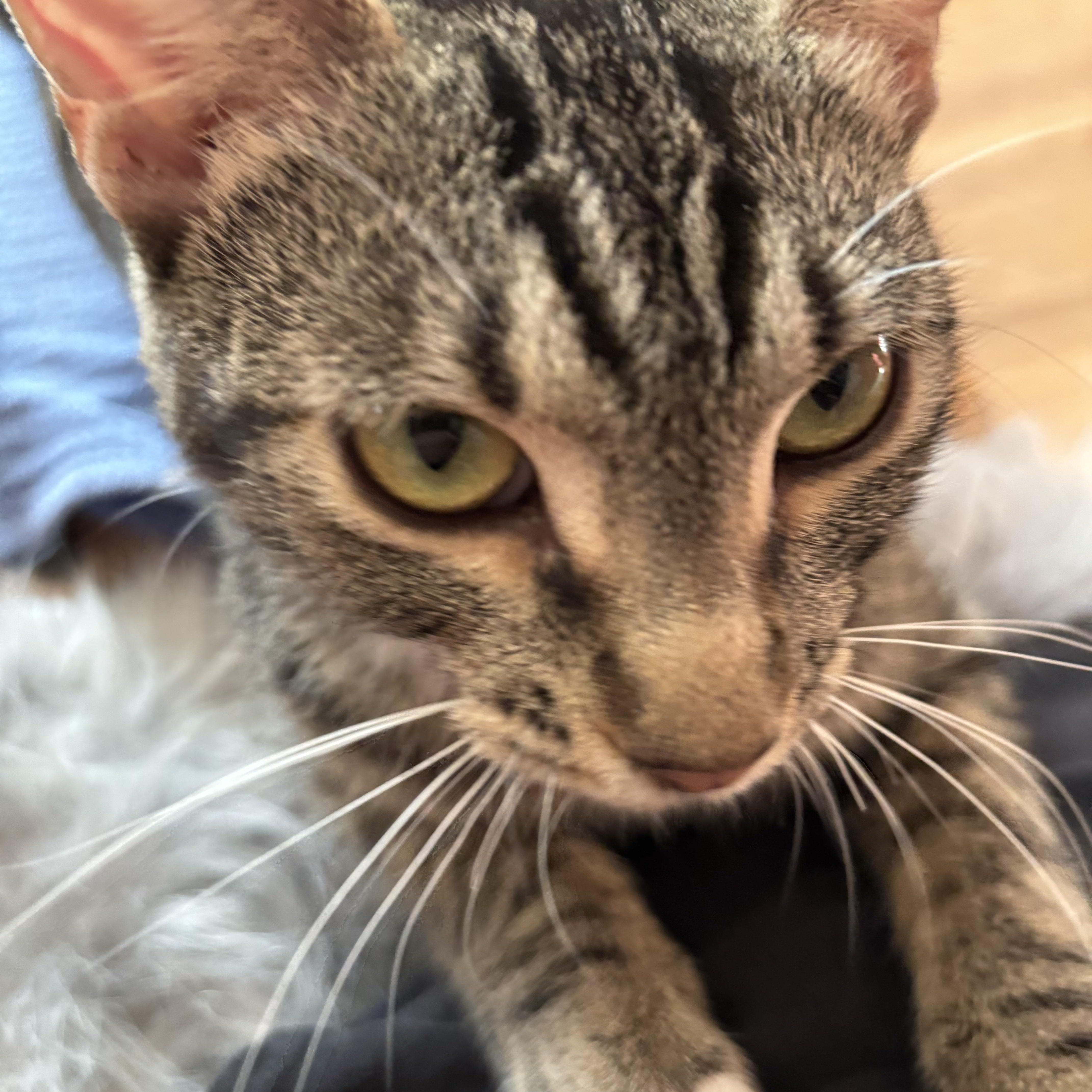 Cally, a Adoptable Domestic Short Hair in Buffalo, NY image 5/6