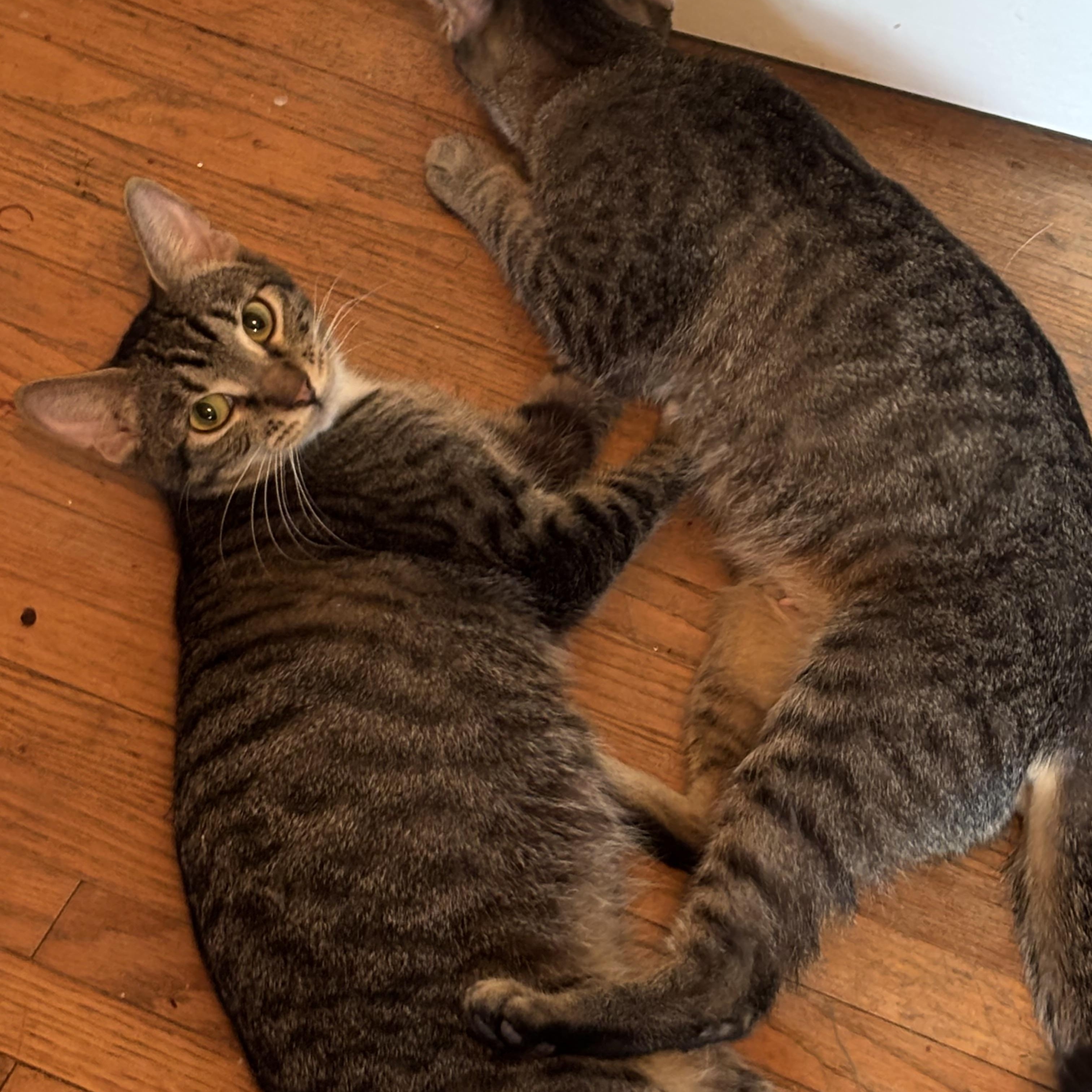 Cally, a Adoptable Domestic Short Hair in Buffalo, NY image 4/6