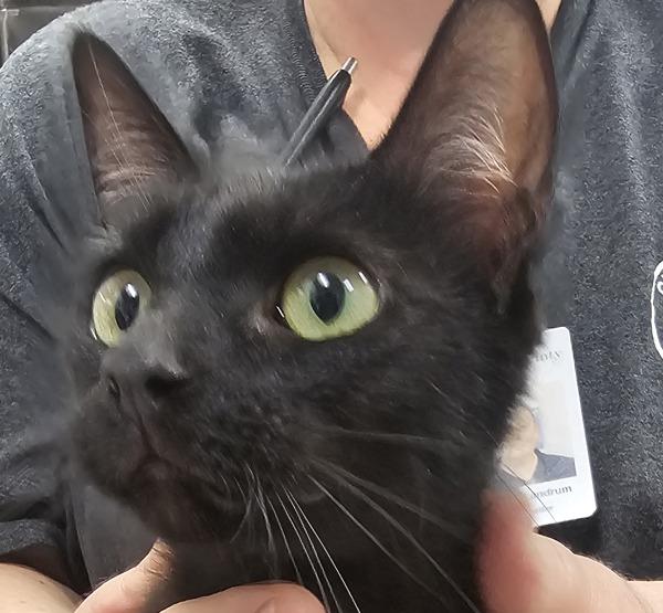Midnight, Adoptable, Adult Female Domestic Short Hair.